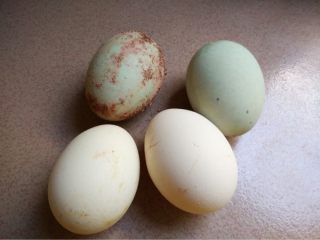 三色蒸蛋,如图准备食材洗净！咸蛋煮熟