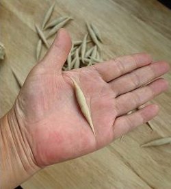 砂锅莜面鱼鱼,双手合拢将小疙瘩搓成两头尖中间粗，寸许长的橄榄形。