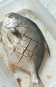 香辣金边肉鲳 ,取出从冰箱腌制好的鱼，丢弃姜片，再撒一层少许五香粉