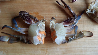 梭子蟹土豆泥,将蟹肉从切开。