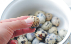 五香鹌鹑蛋,将煮好的鹌鹑蛋放入冷水中浸泡一下，用手将蛋壳小心的捏碎，注意别把鹌鹑蛋捏破了。