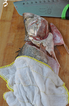 松鼠桂鱼,一手用抹布按住鱼身，把鱼头切下。