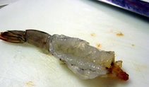 川汁烧虾球 ,鲜虾去头、去壳，只留尾巴部分，用刀尖或者牙签将虾肠挑除，用刀从虾背剖开2/3，取出虾线。