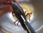 辣子小龙虾,用剪刀沿尾巴到头部剪出一道缝，剪头部须子方便小龙虾进味又保证了肉嫩。
