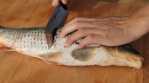 糖醋鱼,从上一个下刀处向后数2个关节的位置下直刀，然后向后片，再掀开鱼肉中间划一刀，依次类推改刀到鱼尾处