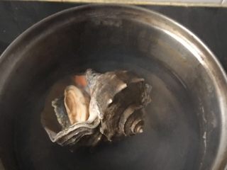 葱油海螺,海螺煮熟，水开后按海螺大小掌握煮的时间，但一定煮透（今天忘拍图，借用做海螺饺时的图了）