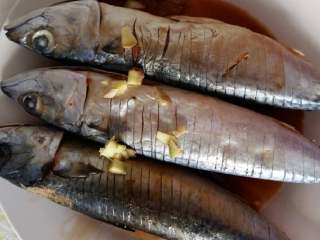 红烧鲅鱼,先把鲅鱼清理干净，鱼肚里的东西都要掏干净这样的鱼就不会有腥味，像这样改数刀放点料酒、姜丝、老抽腌制十分钟