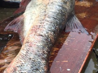 紫苏蒸鱼,首先是要获取新鲜的大鱼肉  用盐腌一天一夜的时间
