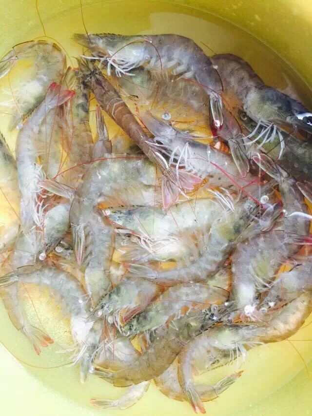 黄金虾,新鲜的活虾一斤