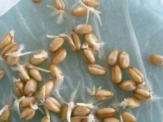 麦芽糖,1、把小麦泡在水中让它发芽至3到4厘米。把发好芽的小麦切碎。