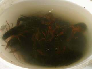 香辣小龙虾,把小龙虾浸泡3～5个小时，吐出排泄物