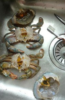 千秋百味之蒜蓉炒蟹,将蟹心和胃部全部用剪刀减去，处理好后再次的用小刷子将螃蟹刷干净。