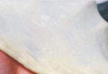 蓝莓果酱排包,除黄油外所有面团材料放入面包机，揉到面团至扩展阶段，撑开有不易破裂的薄膜。