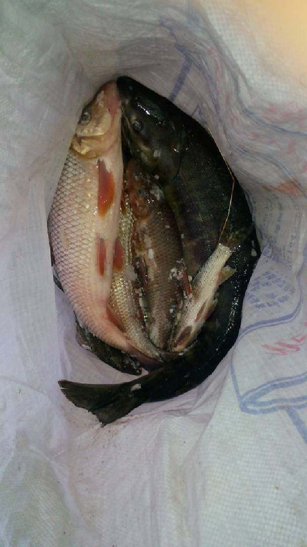 东北乌江鱼图片