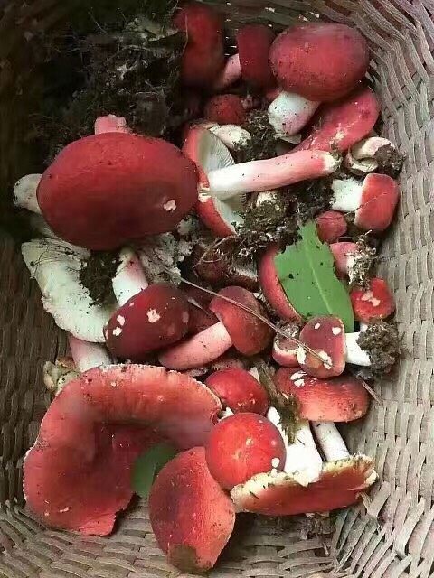 天然美味的野生红菇,新鲜采摘