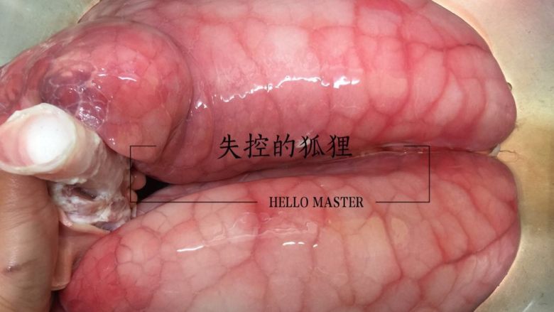 猪肺的处理方法,看猪肺管子里面的水，是血水混合泡沫。一定要清理干净，不要怕麻烦。