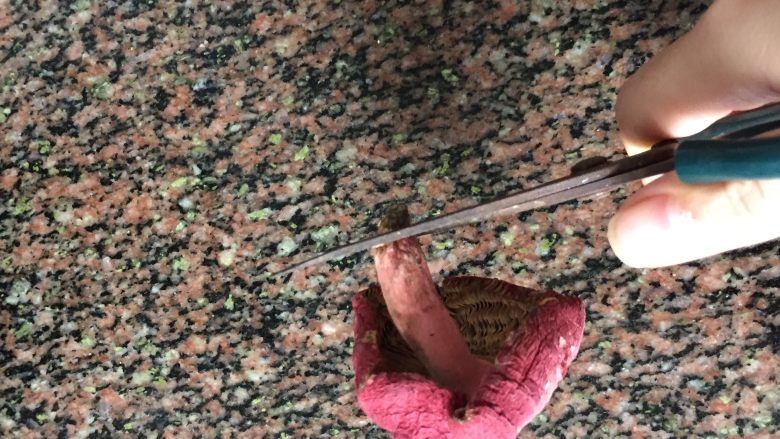 红菌肉片汤,处理红菌，把根剪掉，会有沙！