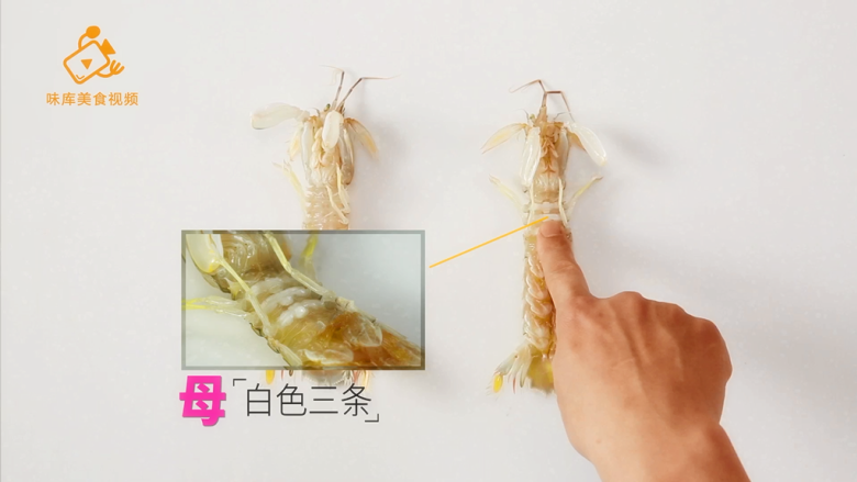 3个实用小技巧，帮你挑出最好吃的皮皮虾,腹部有白色三条为母
