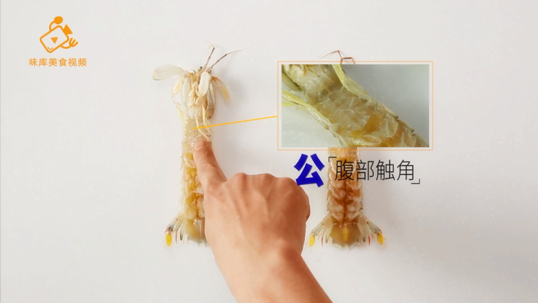 3个实用小技巧，帮你挑出最好吃的皮皮虾,腹部有触角为公