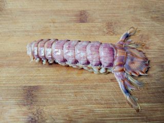 快速手剥皮皮虾,如图，掰掉剥好的背壳。这样可以直接吃肉了，如果想整条剥出，就继续往下。熟练的话，这个过程也就几秒足够了。