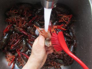 香辣小龙虾,左手拿着虾子，将小龙虾腹部朝上，在清水下直接冲洗刷干净；