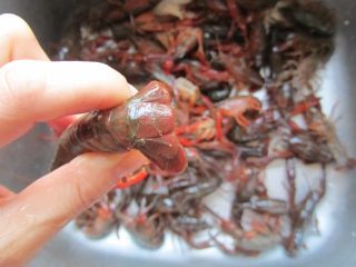 香辣小龙虾,握住小龙虾正面朝上， 找出虾尾中间的那片；