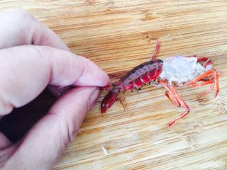 红烧小龙虾,小龙虾尾部，最上面一个小尾巴抬起，准备抽筋。