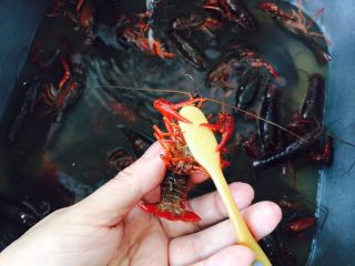 红烧小龙虾,拇指和食指握住小龙虾的头，这样不会被咬到。翻面，用牙刷洗净外面部分，包括钳，我没有扔掉钳，就是为了多嚼嚼，否则单吃小身体，一会就吃完了。