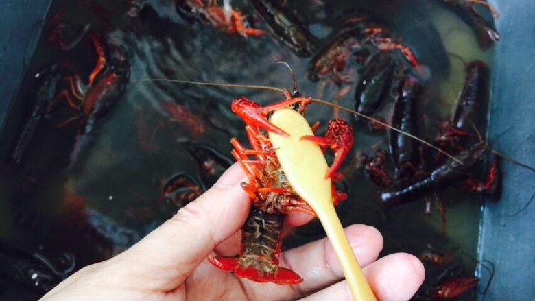 红烧小龙虾,拇指和食指握住小龙虾的头，这样不会被咬到。翻面，用牙刷洗净外面部分，包括钳，我没有扔掉钳，就是为了多嚼嚼，否则单吃小身体，一会就吃完了。