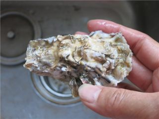 蒜蓉生蚝烤烤更美味,生蚝用牙刷刷洗干净壳上面的泥沙