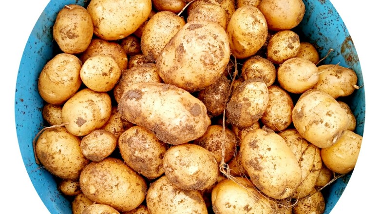 迷你小土豆,这些是我们冒雨去挖的新鲜土豆，自己种的吃得更放心！
