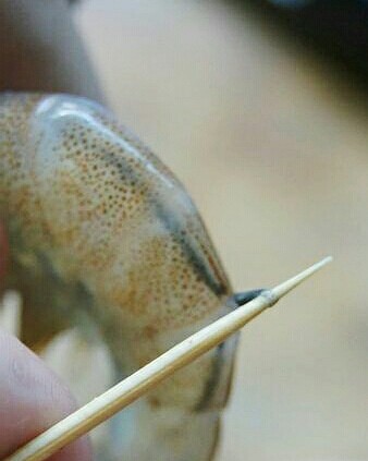 番茄闷大虾,在背部剪一个口，用牙签把黑线挑出