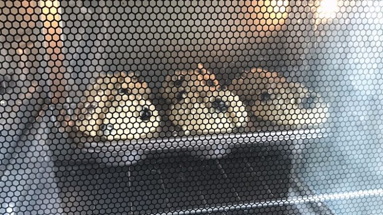金顶蓝莓麦芬,放入预热好的烤箱，中层上下火190度，25分钟左右。温度仅供参考，请依据自家烤箱脾气来。