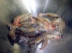 油焖虾,3.热锅中放适量油，下基尾虾。