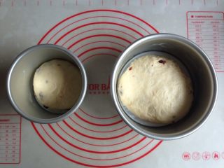 蔓越莓奶酪面包,将发酵好的面团取出轻压排气，分成310克和170克面团，揉圆，再擀扁一下，分别放入六寸和四寸的圆模里。模具内要抹上黄油防粘，如果你的是不粘模具，可以忽略。