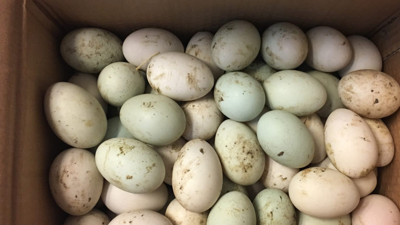 在家也能腌出流油的咸鸭蛋,从老家拿回来的鸭蛋60个，因为是自家的养的，所以鸭蛋表面比较脏。