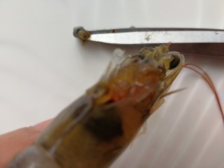 自制虾油,从剪口处取出虾黄外的一坨黑色虾泥