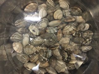 超下饭的油爆花蛤,花蛤泡水，加入一勺盐，让花蛤宝宝们把积累在体内的泥沙吐干净，