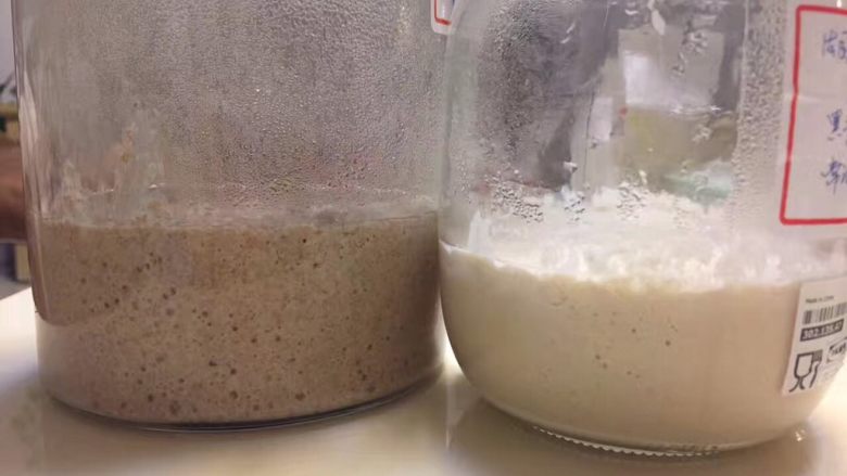 天然酵種培養記,早上餵養8個小時後，酵種膨脹兩倍已經开始回落了，酵母菌已經非常活躍。