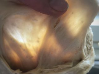 天然酵母口袋麵包,擴展階段就是像這樣，麵粉用手撐開以後，可以撐出膜，不用揉成薄膜，粗膜就可以。