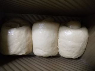 奶茶吐司（一次发酵）,11.卷好的面团放在吐司盒中。放在温暖湿润的地方发酵。