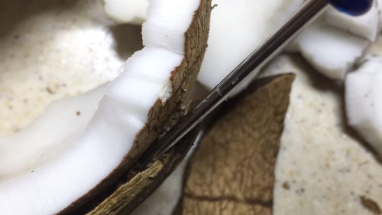 沙参玉竹椰子鸡汤（附开椰子方法）,找出椰子壳与椰子肉边缘接缝的地方，用小螺丝刀戳进去撬开。
