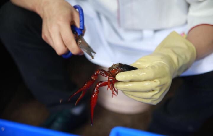 麻辣小龙虾,小龙虾的脑壳里有味道鲜美的“黄”，所以再清洗的时候可以用剪刀从头部上往斜下方大约45度的角度剪下，就可以在保留“黄”的情况下将胃囊取出