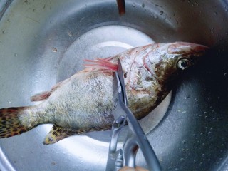 #味道鲜美的#清蒸桂鱼,首先将桂鱼清洗干净，用剪刀剪去鱼鳃，去鱼鳞，去除内脏，清理干净。