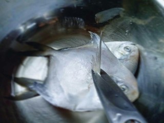#咸味##鲜美的红烧小鲳鱼#,处理鲳鱼，首先用食品剪刀剪腮。