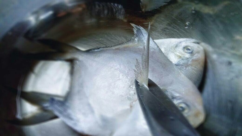 #咸味##鲜美的红烧小鲳鱼#,处理鲳鱼，首先用食品剪刀剪腮。