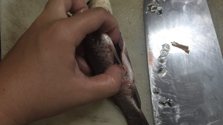 椒盐鲫鱼,第二步，用刀轻轻割开鱼肚子，把鱼肠全部清除掉，鱼内部壁上有黑色的，也要用刀子划干净，这样才不会苦苦。