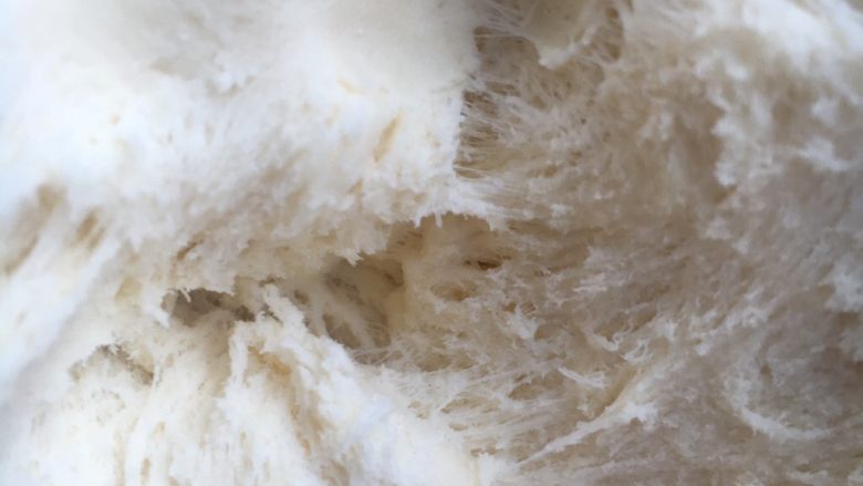 脆底芝麻奶包,经过15小时的发酵，面团有两倍大，拉开有蜂窝组织，闻着有酒味