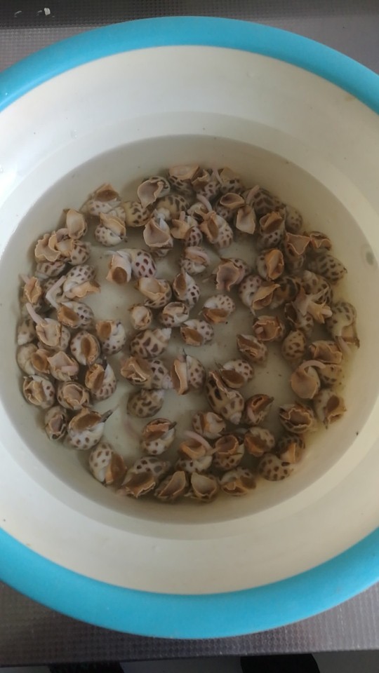 冰镇花螺,买好花螺放少许盐放盆子里浸泡一小时。