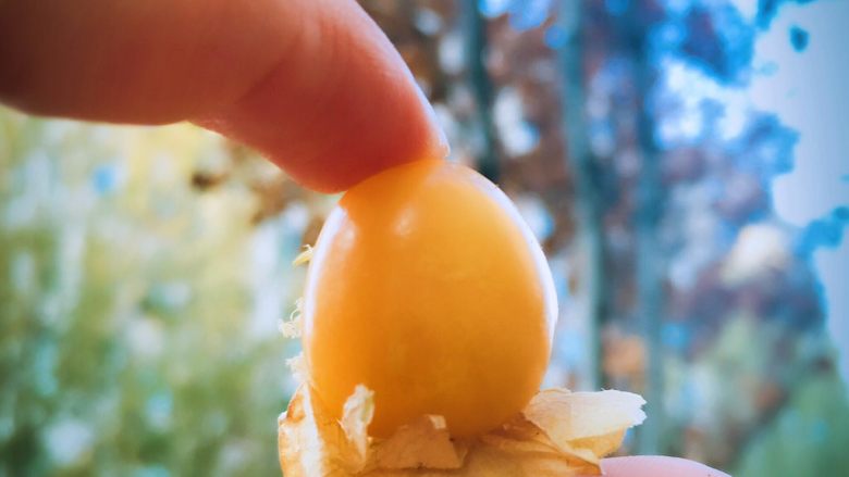 萌蜜小黄果的情调@@自制菇娘果酱,黄色的小果子，特别讨人喜欢。它很好保存，像苹果一样，不爱腐烂。